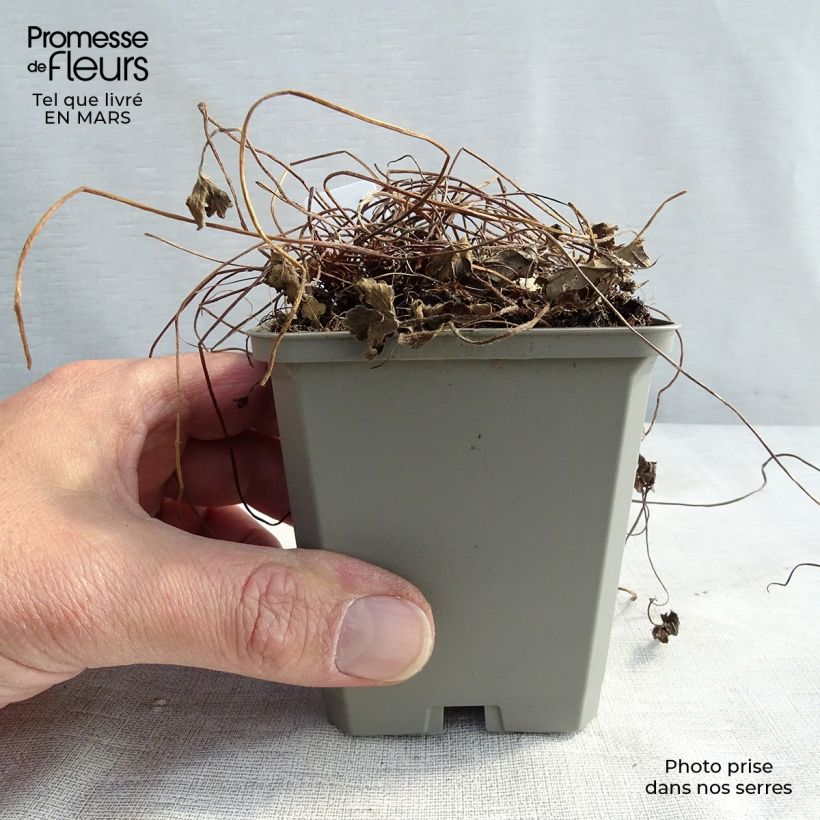 Exemplaar van Geranium oxonianum Sanne - Ooievaarsbek Kweekpotje van 8/9 cm zoals geleverd in de lente