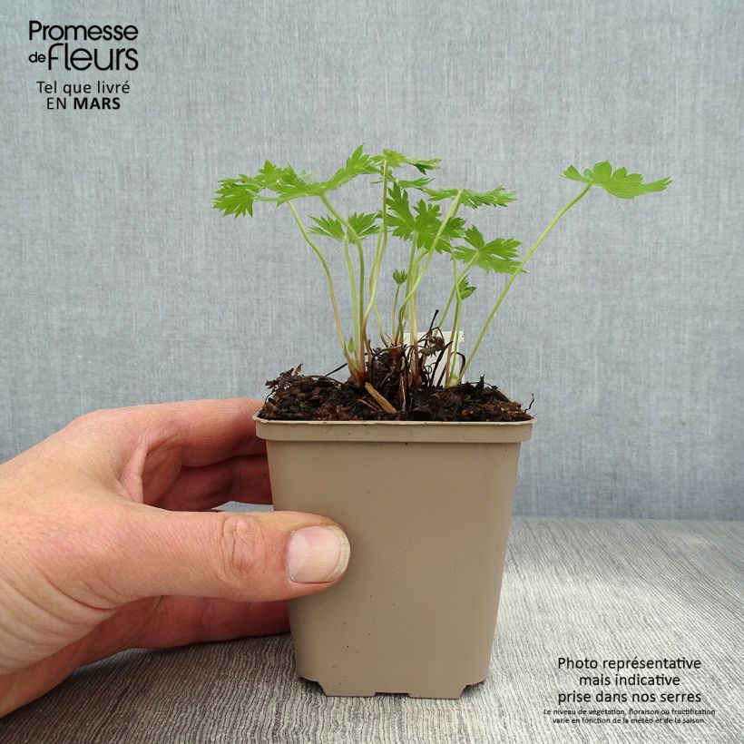 Exemplaar van Geranium oxonianum Sherwood - Ooievaarsbek (zaad) Kweekpotje van 8/9 cm zoals geleverd in de lente