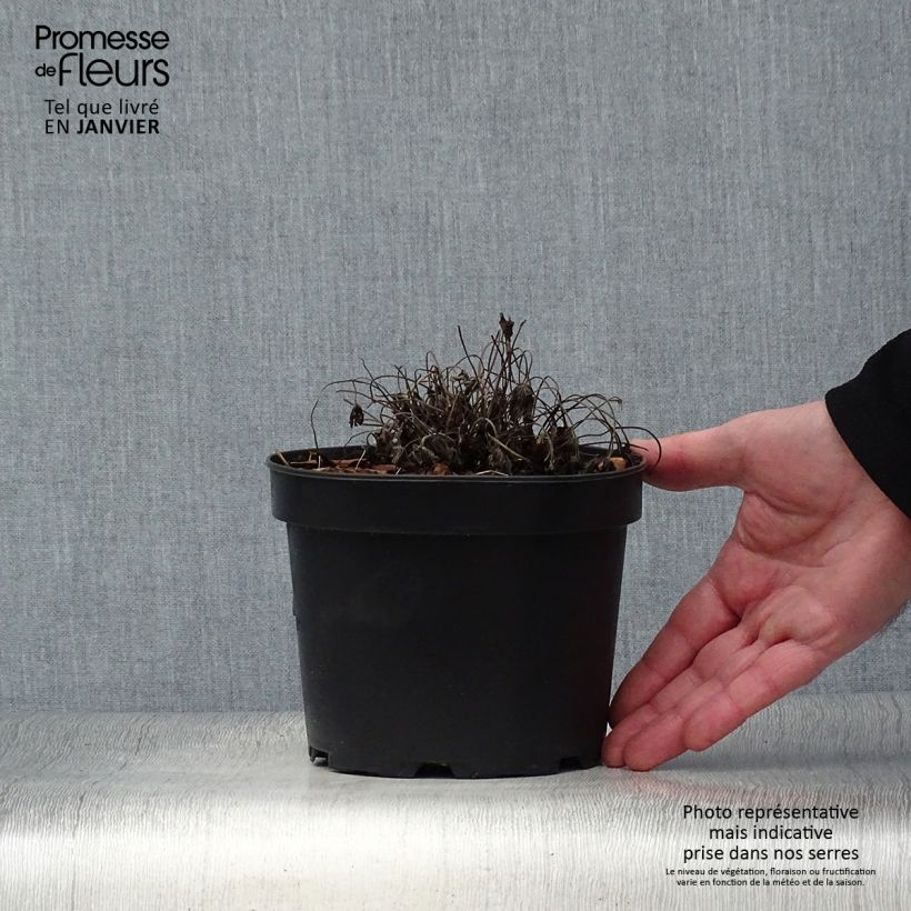 Exemplaar van Geranium oxonianum Sherwood - Ooievaarsbek (zaad) Pot van 2 l/3 l zoals geleverd in de winter