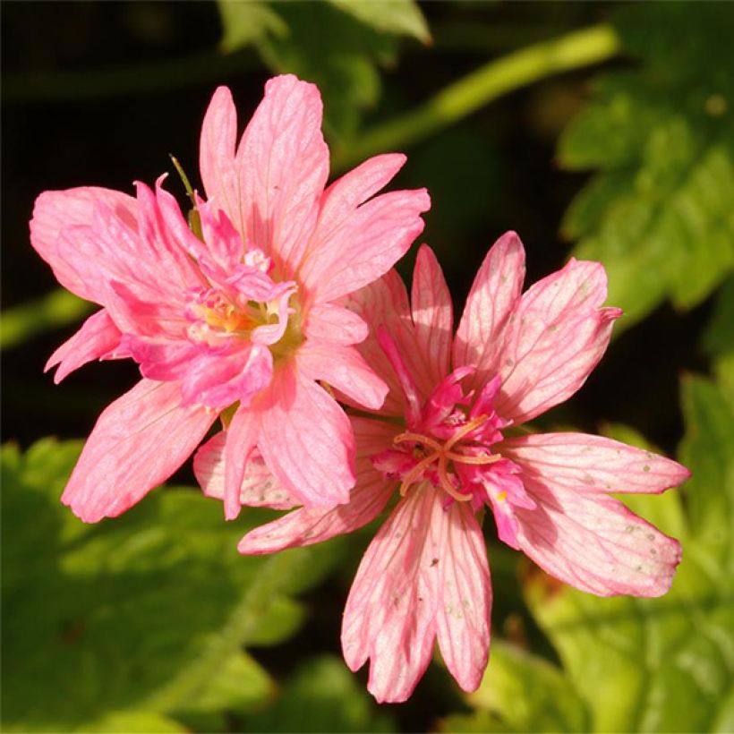 Geranium oxonianum Southcombe Double - Dubbele ooievaarsbek (Bloei)