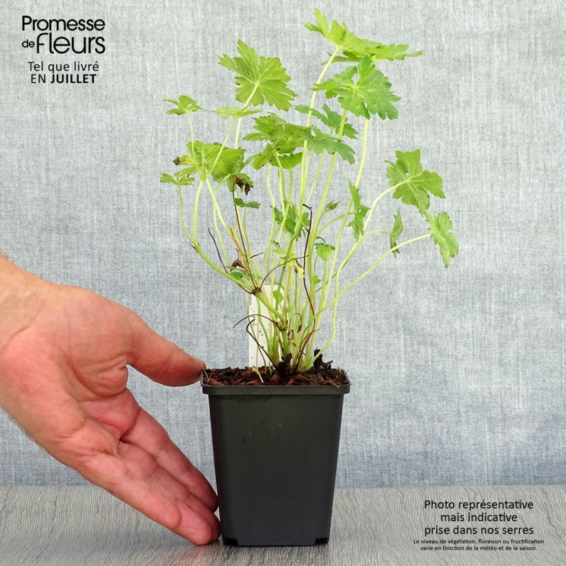 Exemplaar van Geranium oxonianum Southcombe Double - Dubbele ooievaarsbek Kweekpotje van 8/9 cm zoals geleverd in de zomer