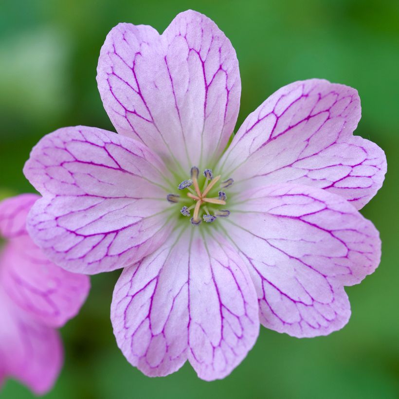 Geranium oxonianum Walter 's Gift - Ooievaarsbek (Bloei)