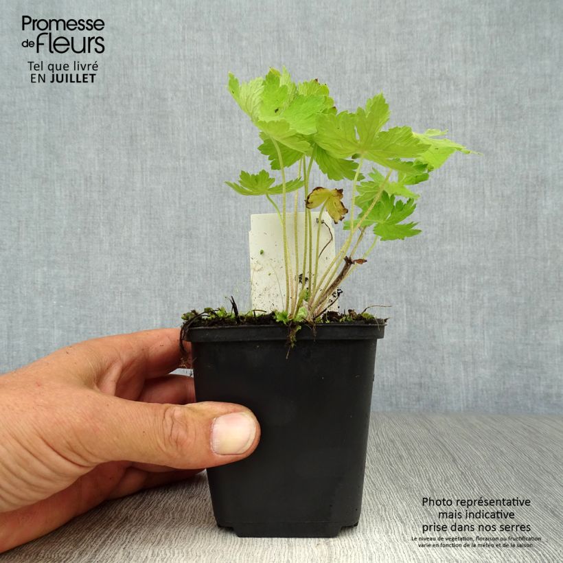 Exemplaar van Geranium phaeum - Donkere ooievaarsbek Kweekpotje van 8/9 cm zoals geleverd in de zomer