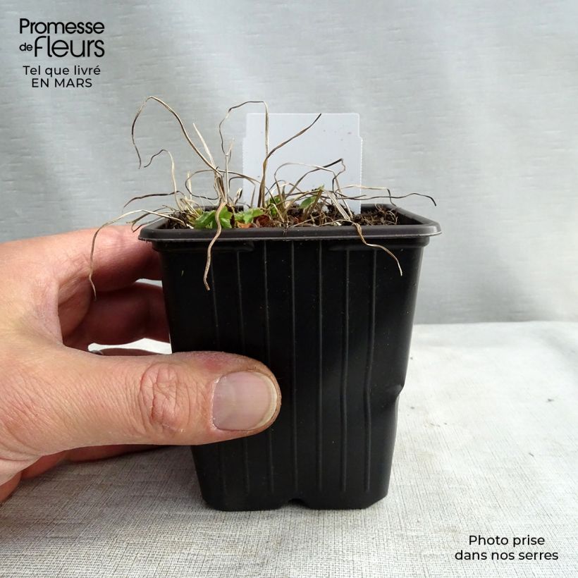 Exemplaar van Geranium phaeum - Donkere ooievaarsbek Kweekpotje van 8/9 cm zoals geleverd in de lente