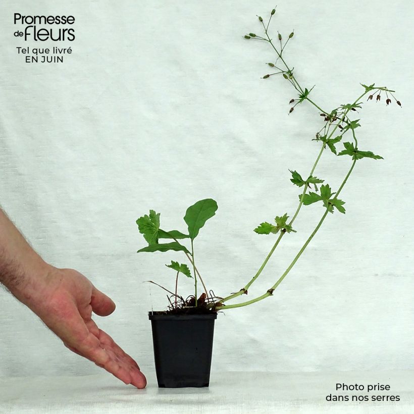 Exemplaar van Geranium phaeum Golden Spring - Donkere ooievaarsbek Kweekpotje van 8/9 cm zoals geleverd in de zomer