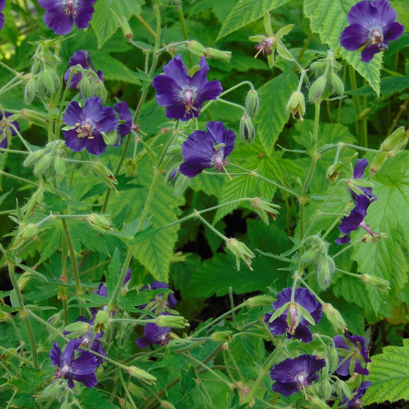 Geranium phaeum Lily Lovell - Donkere ooievaarsbek (Groeiplaats)