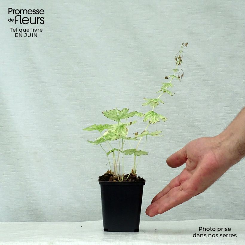 Exemplaar van Geranium phaeum Margaret Wilson - Donkere ooievaarsbek Kweekpotje van 8/9 cm zoals geleverd in de zomer