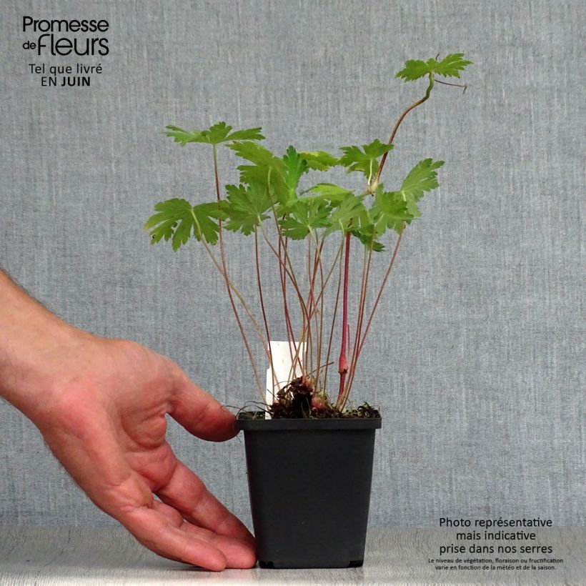 Exemplaar van Geranium phaeum Mourning Widow - Donkere ooievaarsbek Kweekpotje van 8/9 cm zoals geleverd in de zomer
