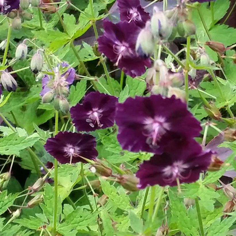 Geranium phaeum Raven - Donkere ooievaarsbek (Flowering)