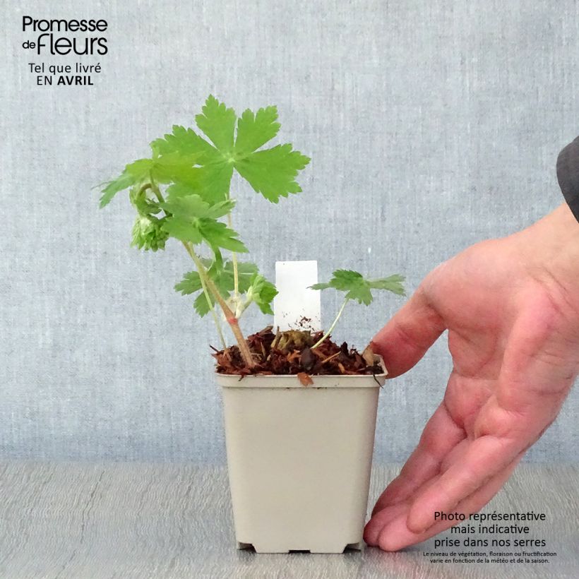 Example of Geranium phaeum Raven - Donkere ooievaarsbek Kweekpotje van 8/9 cm as you get in printemps