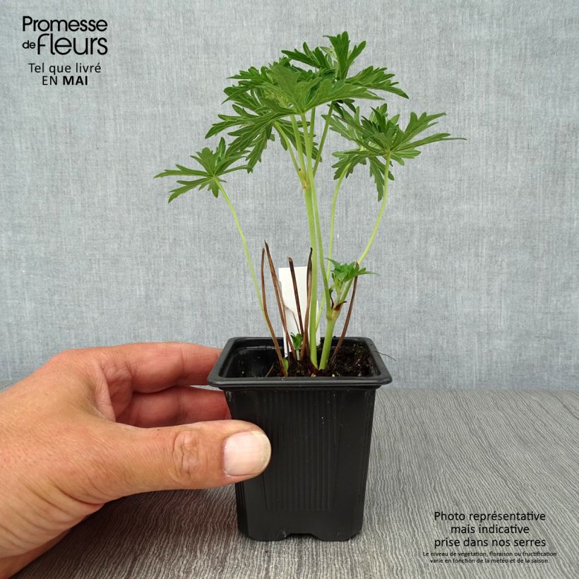 Exemplaar van Geranium pratense Algera Double - Beemdooievaarsbek Kweekpotje van 8/9 cm zoals geleverd in de lente