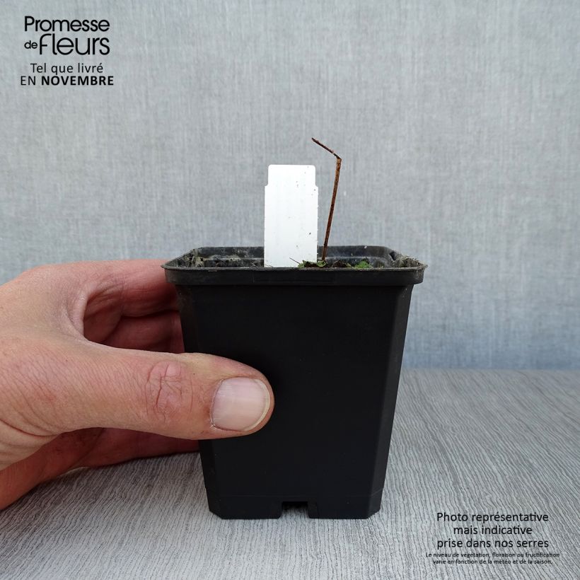 Exemplaar van Geranium Black'n white Army - Beemdooievaarsbek Kweekpotje van 8/9 cm zoals geleverd in de herfst