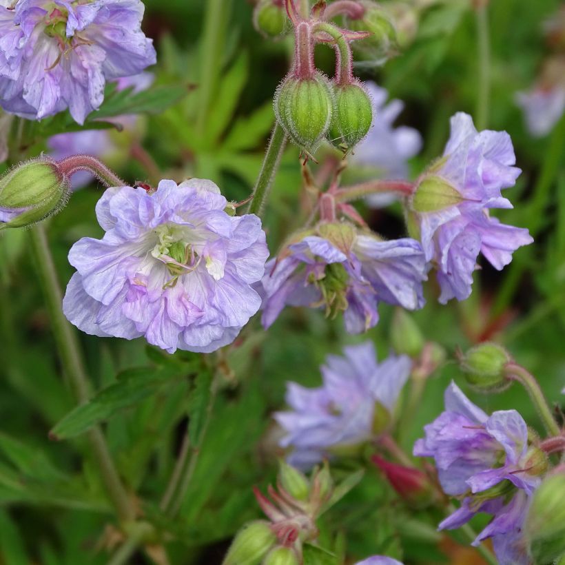 Geranium pratense Cloud Nine - Beemdooievaarsbek (Bloei)
