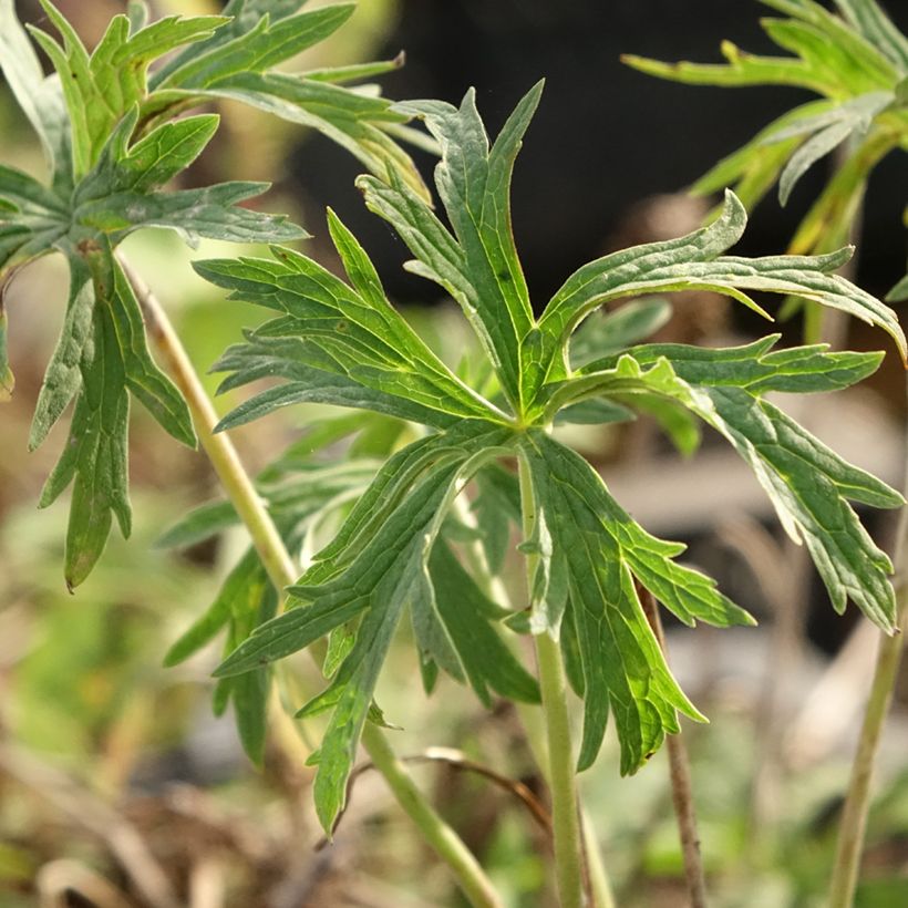 Geranium pratense Double Jewel - Beemdooievaarsbek dubbel (Blad)