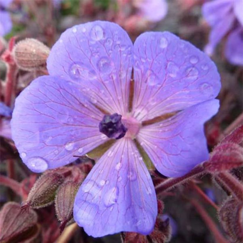 Geranium pratense Hocus Pocus - Beemdooievaarsbek (Bloei)