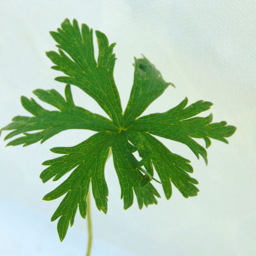 Geranium pratense Laura - Beemdooievaarsbek (Blad)