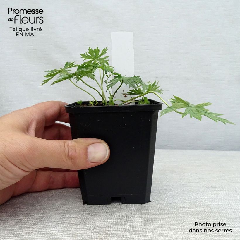 Exemplaar van Geranium pratense Laura - Beemdooievaarsbek Kweekpotje van 8/9 cm zoals geleverd in de lente
