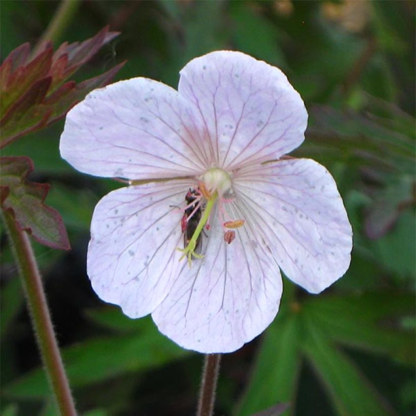 Geranium pratense Marshmallow - Beemdooievaarsbek (Bloei)