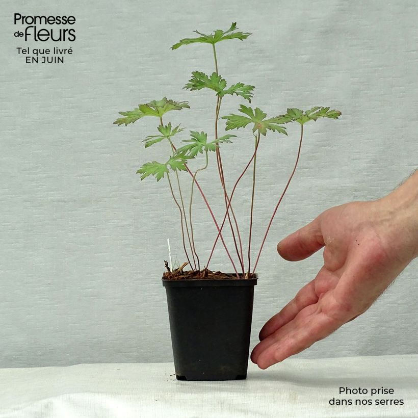 Exemplaar van Geranium pratense Marshmallow - Beemdooievaarsbek Kweekpotje van 8/9 cm zoals geleverd in de zomer