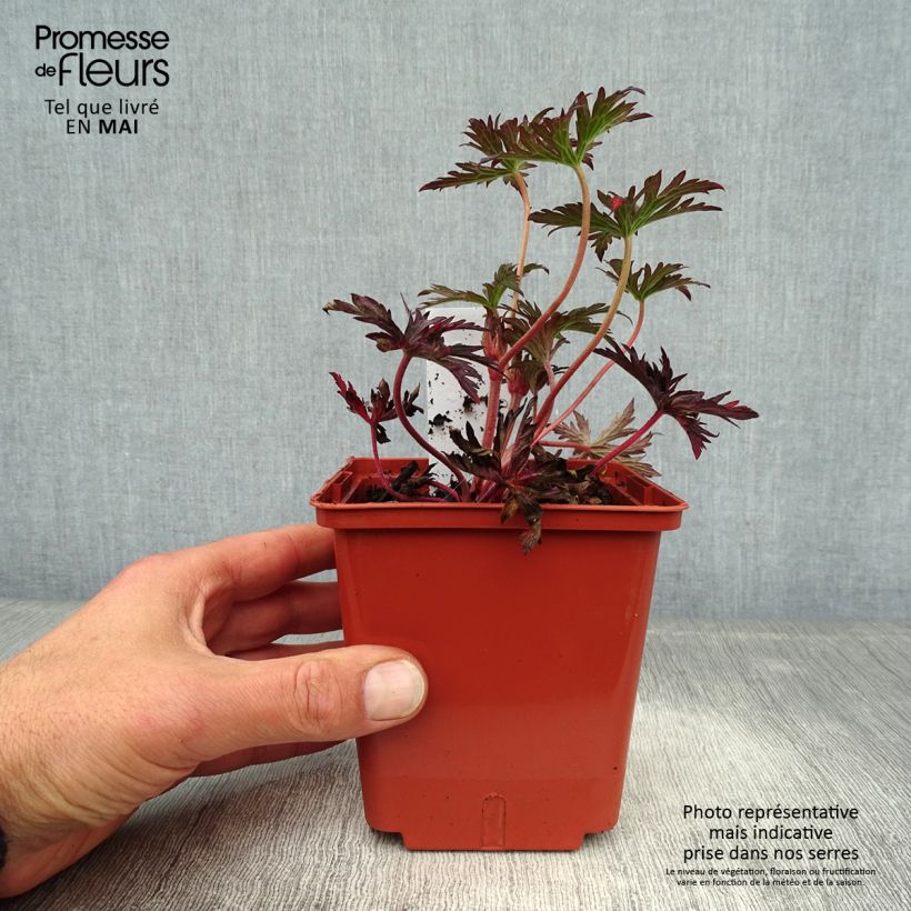 Exemplaar van Geranium pratense Midnight Reiter - Beemdooievaarsbek Kweekpotje van 8/9 cm zoals geleverd in de lente