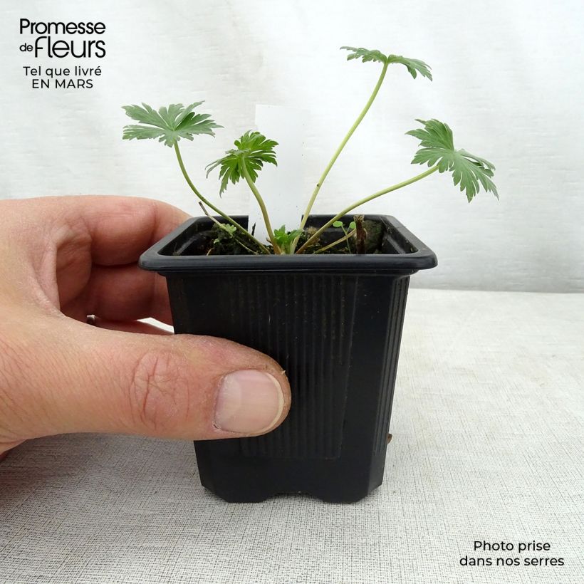Exemplaar van Geranium pratense Mrs Kendall Clark - Beemdooievaarsbek Kweekpotje van 8/9 cm zoals geleverd in de lente