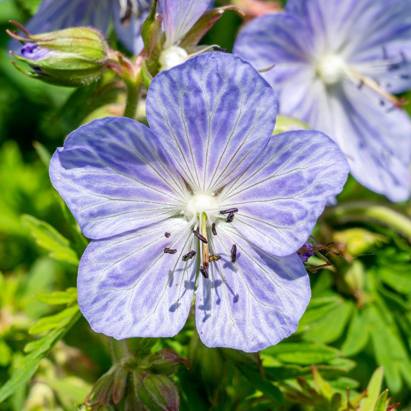 Geranium pratense Mrs Kendall Clark - Beemdooievaarsbek (Bloei)