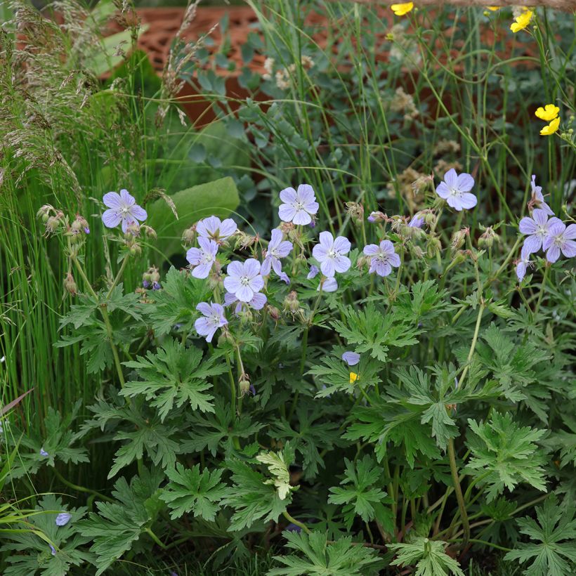 Geranium pratense Mrs Kendall Clark - Beemdooievaarsbek (Groeiplaats)