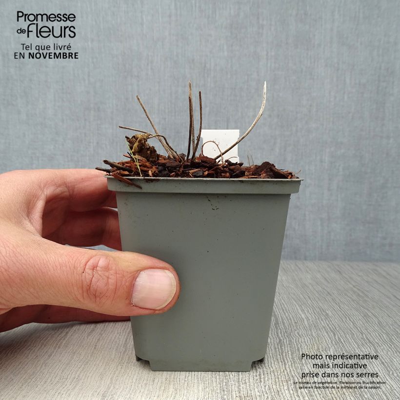 Exemplaar van Geranium pratense Splish Splash - Beemdooievaarsbek Kweekpotje van 8/9 cm zoals geleverd in de herfst