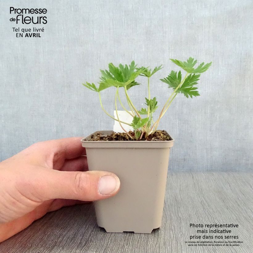 Exemplaar van Geranium pratense Splish Splash - Beemdooievaarsbek Kweekpotje van 8/9 cm zoals geleverd in de lente