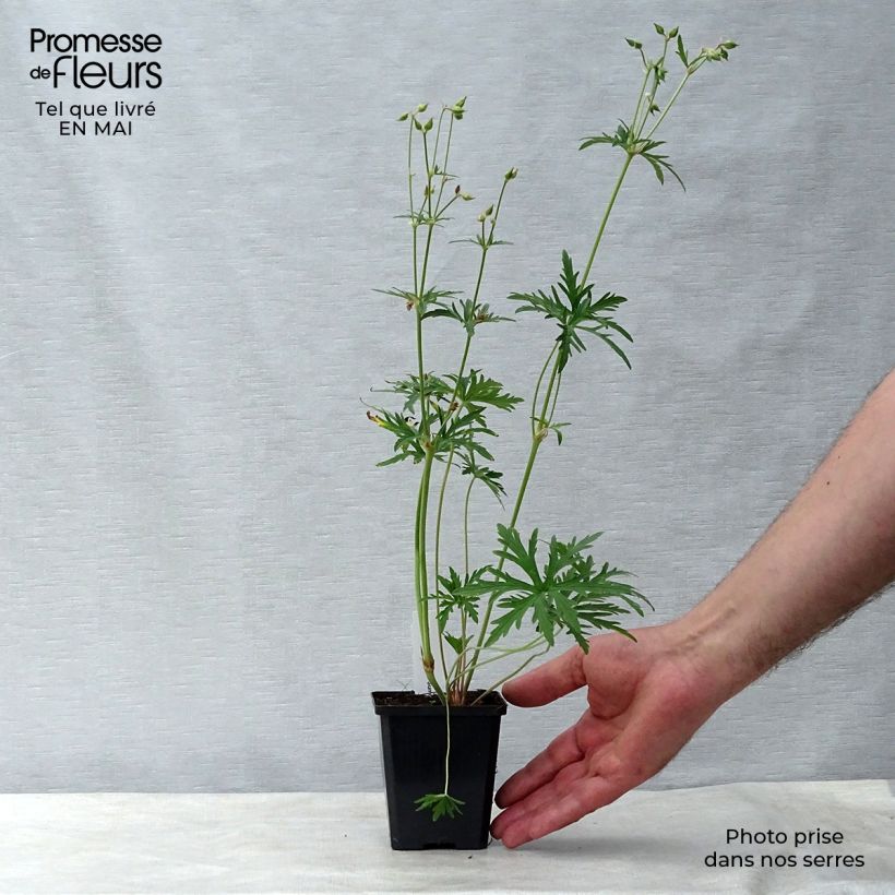 Exemplaar van Geranium pratense Summer Skies - Beemdooievaarsbek Kweekpotje van 8/9 cm zoals geleverd in de lente