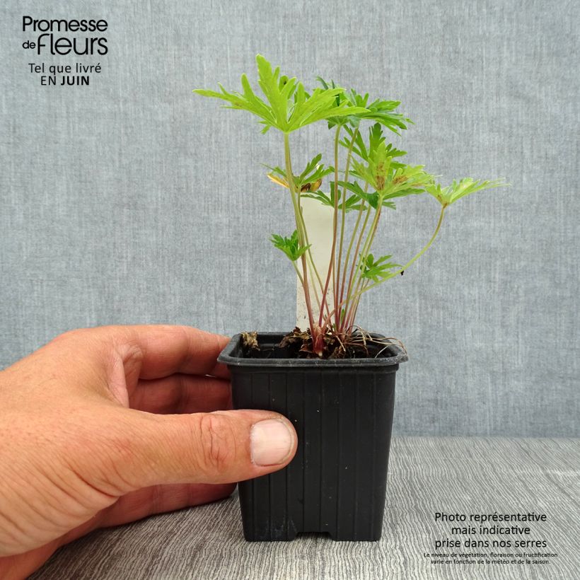 Exemplaar van Geranium pratense Summer Skies - Beemdooievaarsbek Kweekpotje van 8/9 cm zoals geleverd in de zomer