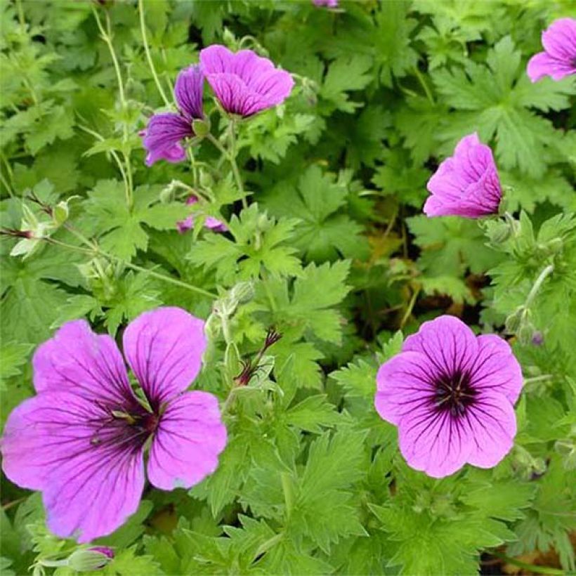 Geranium psilostemon Bressingham Flair - Armeense ooievaarsbek (Bloei)