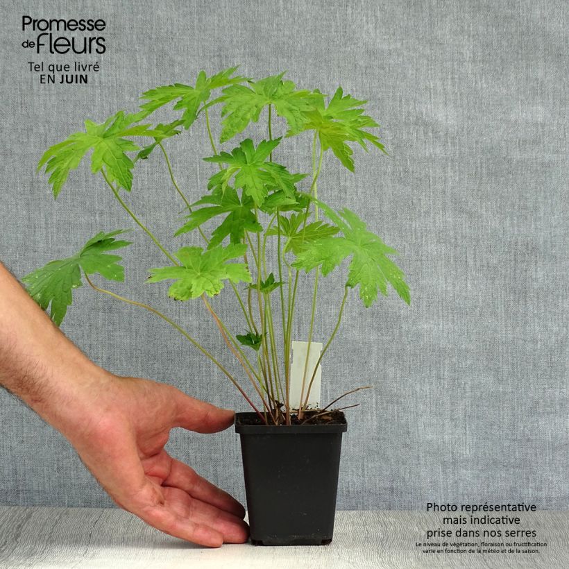 Exemplaar van Geranium psilostemon - Armeense ooievaarsbek Kweekpotje van 8/9 cm zoals geleverd in de zomer