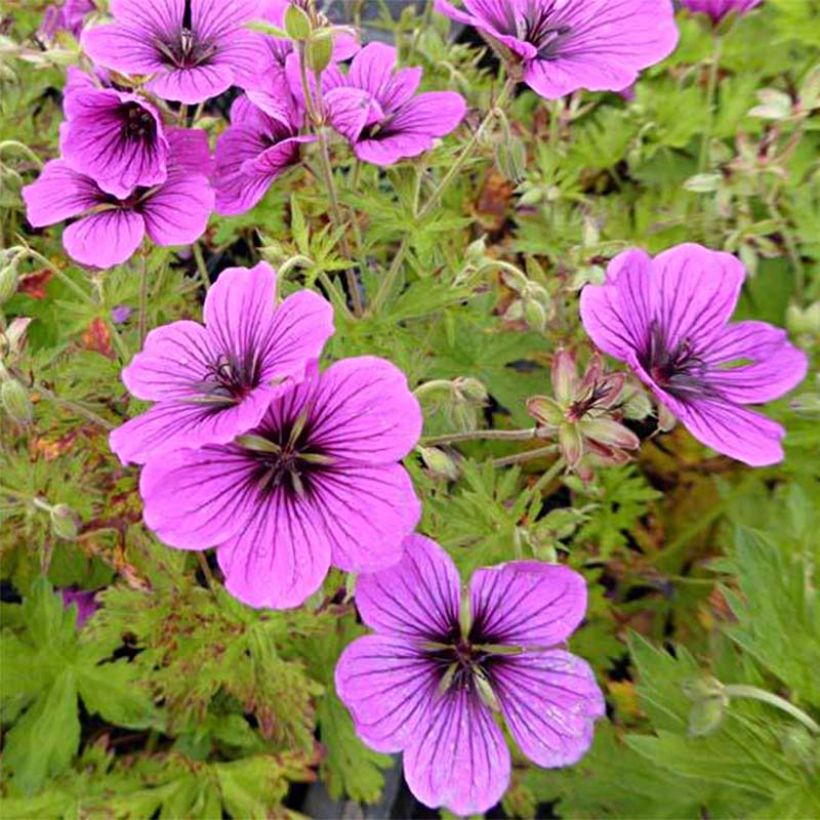 Geranium psilostemon JS Ma Tu Vu® - Armeense ooievaarsbek (Bloei)