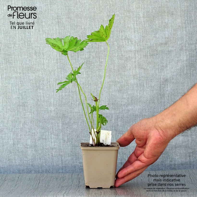 Exemplaar van Geranium psilostemon JS Ma Tu Vu® - Armeense ooievaarsbek Kweekpotje van 8/9 cm zoals geleverd in de zomer