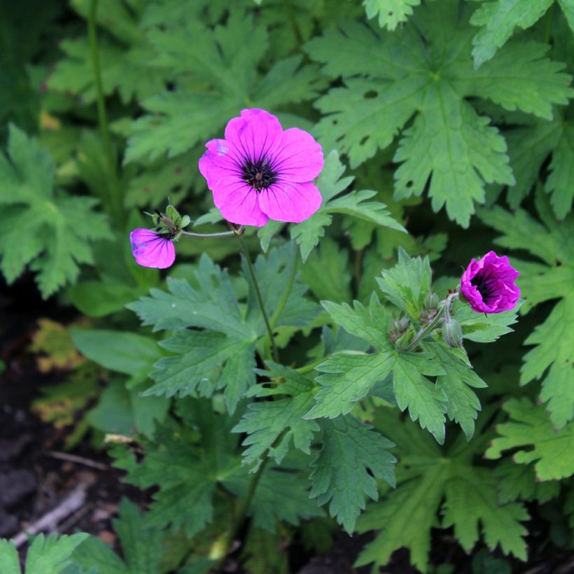 Geranium psilostemon - Armeense ooievaarsbek (Bloei)