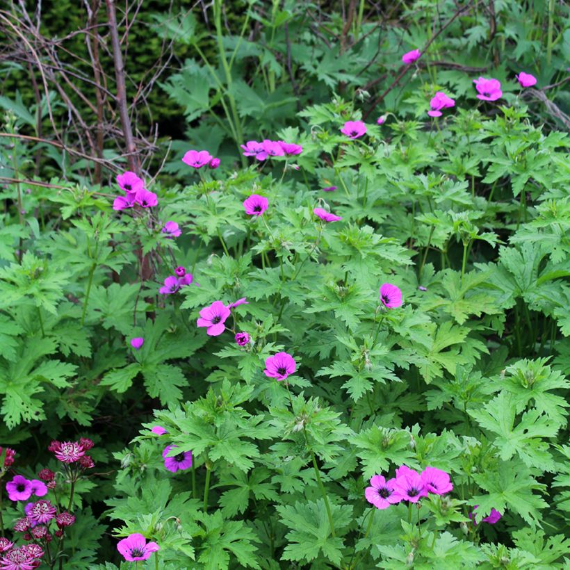 Geranium psilostemon - Armeense ooievaarsbek (Groeiplaats)