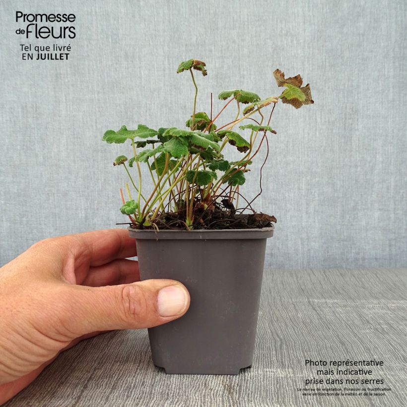 Exemplaar van Geranium renardii - Kaukasische ooievaarsbek Kweekpotje van 8/9 cm zoals geleverd in de zomer