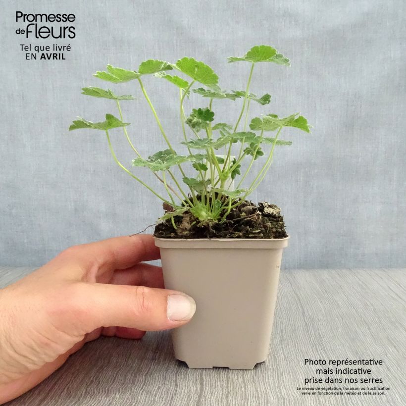 Exemplaar van Geranium renardii - Kaukasische ooievaarsbek Kweekpotje van 8/9 cm zoals geleverd in de lente