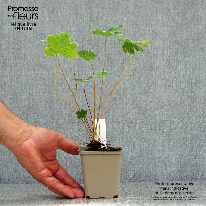 Exemplaar van Geranium renardii Tcschelda - Kaukasische ooievaarsbek Kweekpotje van 8/9 cm zoals geleverd in de zomer