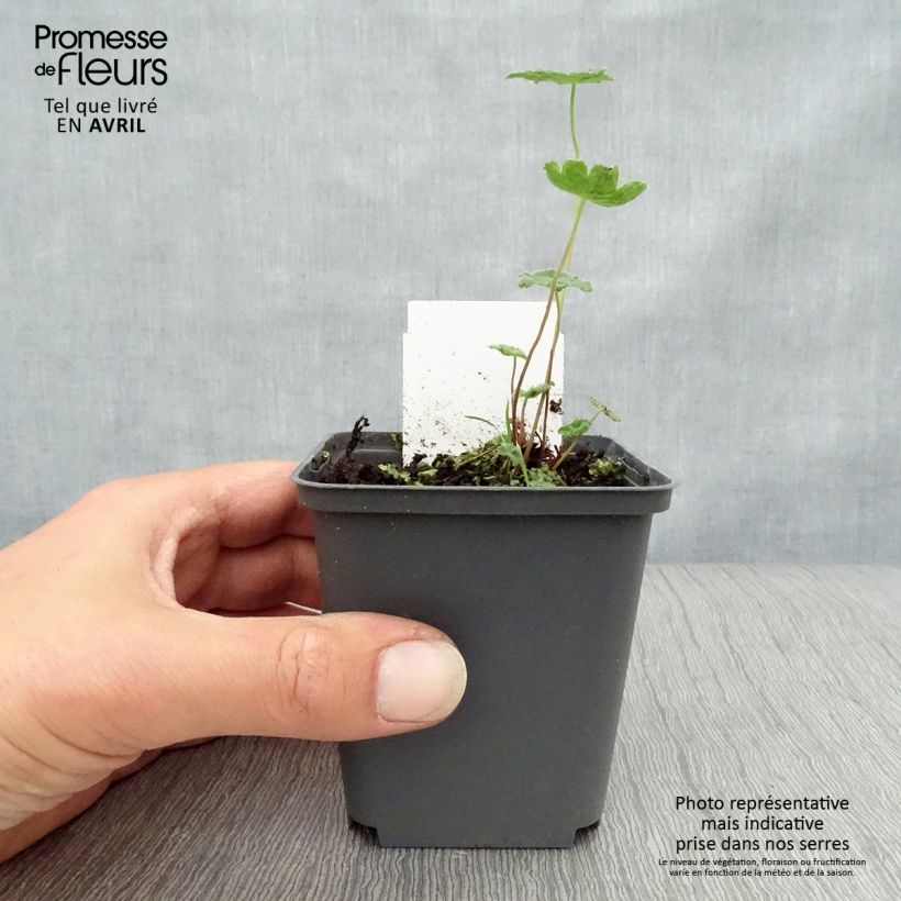 Exemplaar van Geranium renardii Tcschelda - Kaukasische ooievaarsbek Kweekpotje van 8/9 cm zoals geleverd in de lente