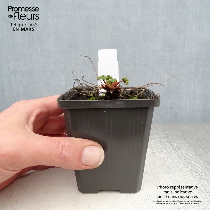 Exemplaar van Geranium renardii Zetterlund - Kaukasische ooievaarsbek Kweekpotje van 8/9 cm zoals geleverd in de lente