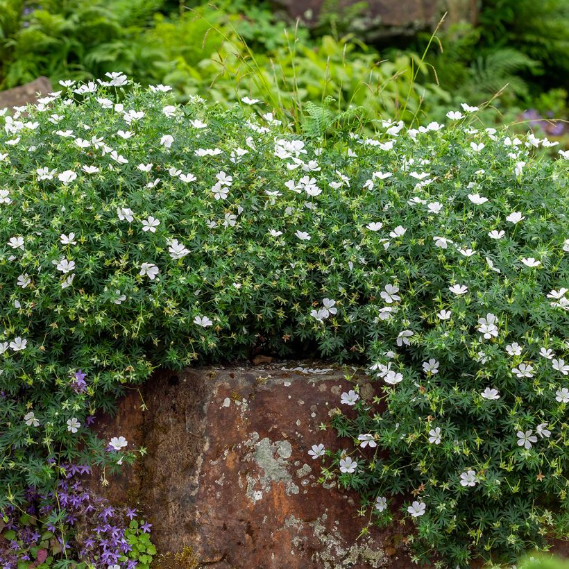 Geranium sanguineum Album - Bloedooievaarsbek (Groeiplaats)