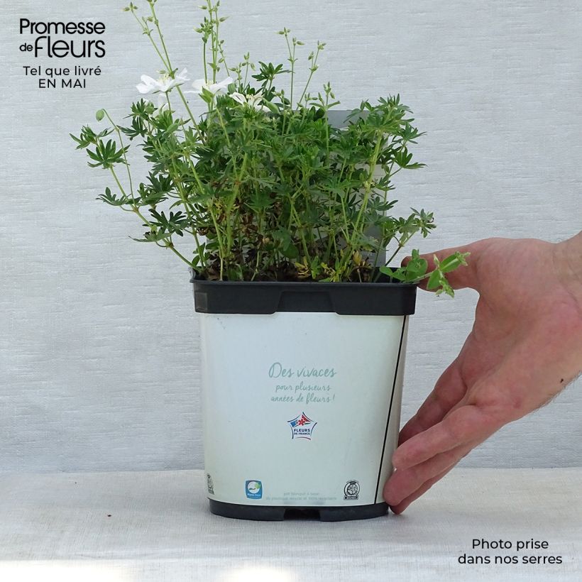 Exemplaar van Geranium sanguineum Album - Bloedooievaarsbek Pot van 1,5 l/2 l zoals geleverd in de lente