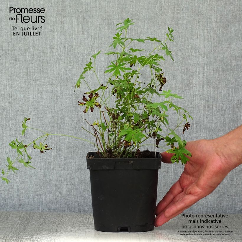 Exemplaar van Geranium sanguineum Album - Bloedooievaarsbek Pot van 1,5 l/2 l zoals geleverd in de zomer