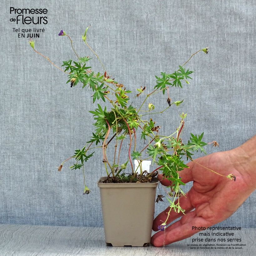 Exemplaar van Geranium sanguineum Aviemore - Bloedooievaarsbek Kweekpotje van 8/9 cm zoals geleverd in de zomer