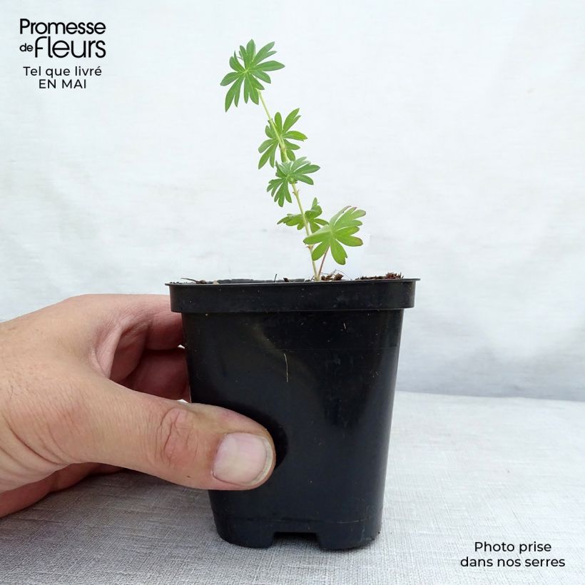 Exemplaar van Geranium sanguineum Compactum - Bloedooievaarsbek roze Kweekpotje van 8/9 cm zoals geleverd in de lente