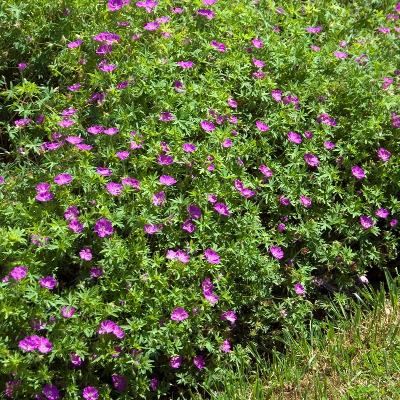 Geranium sanguineum Compactum - Bloedooievaarsbek roze (Groeiplaats)