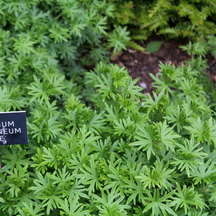 Geranium sanguineum Elke - Bloedooievaarsbek (Blad)