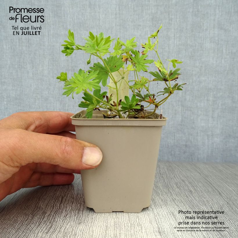 Exemplaar van Geranium sanguineum Elke - Bloedooievaarsbek Kweekpotje van 8/9 cm zoals geleverd in de zomer